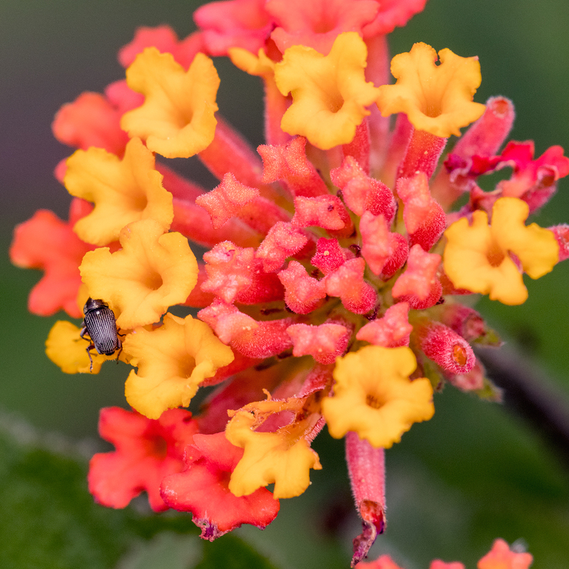 bug_6759-66.jpg