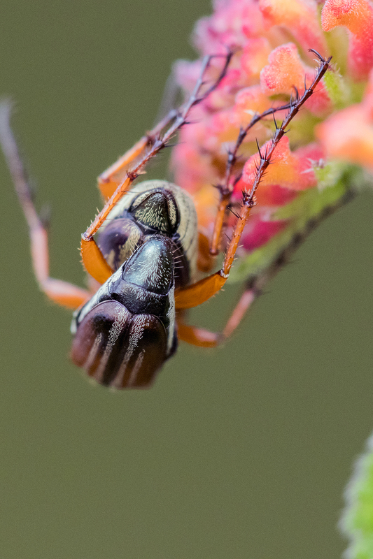 bug_6770-46.jpg