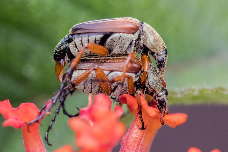 bugs_6764-64.jpg
