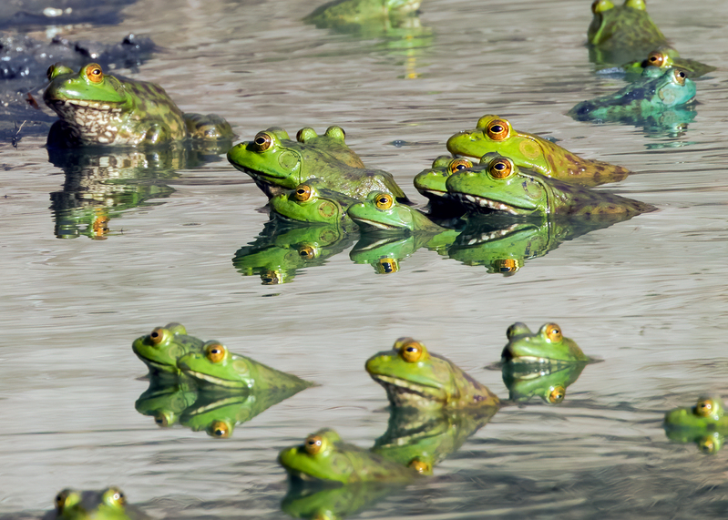 bullfrogs_1334-75.jpg
