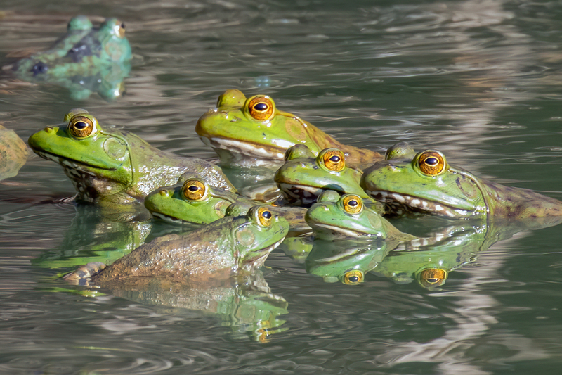 bullfrogs_1338-75(1).jpg