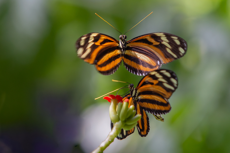 butterflies_2804a-64.jpg