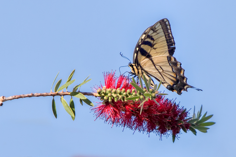 butterfly_0511-64.jpg