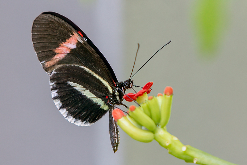 butterfly_2662-64.jpg
