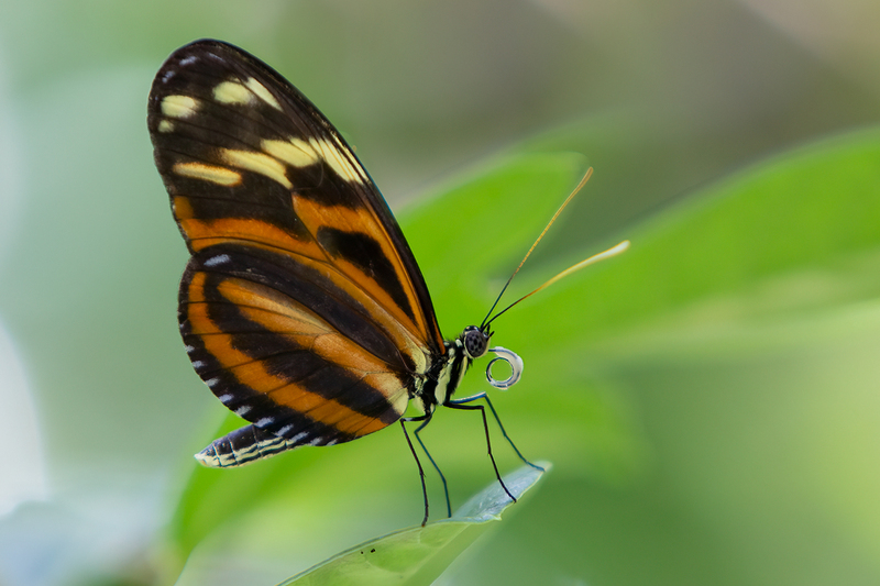 butterfly_2675-64.jpg