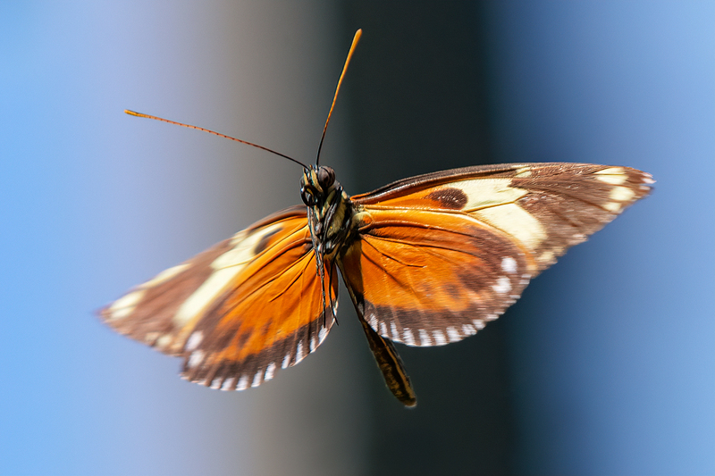 butterfly_2698a-64(1).jpg