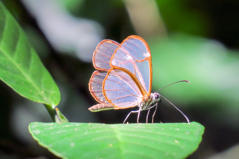 butterfly_5946-64.jpg