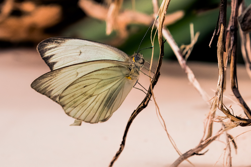 butterfly_7274-64.jpg
