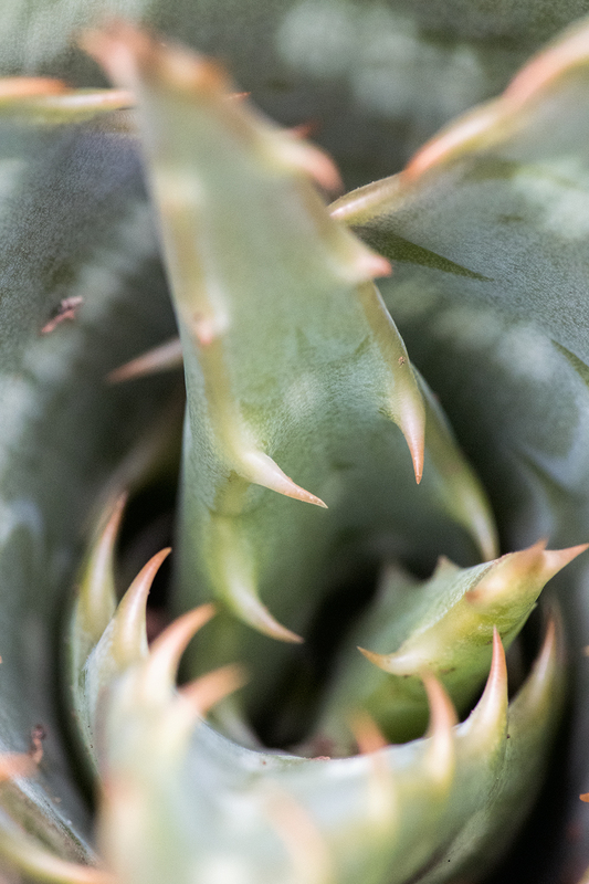 cactus-cu_6747-46.jpg