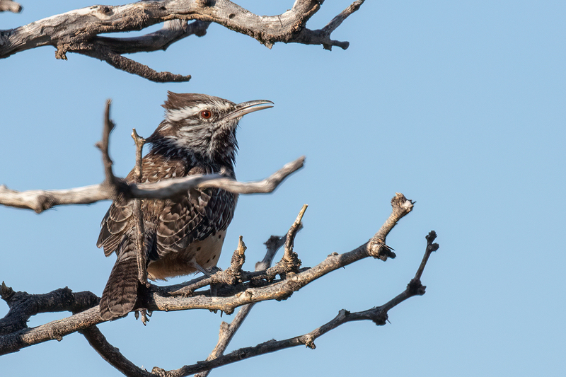 cactus-wren_4382-64.jpg