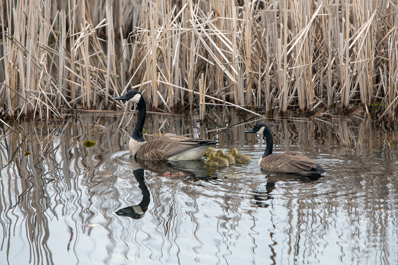 canada-geese_3157a-64.jpg
