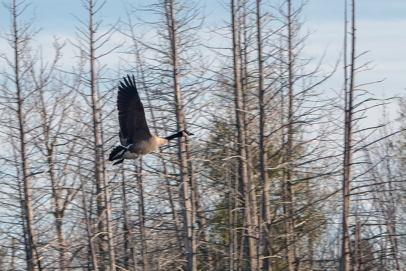 canada-goose_3105-64.jpg