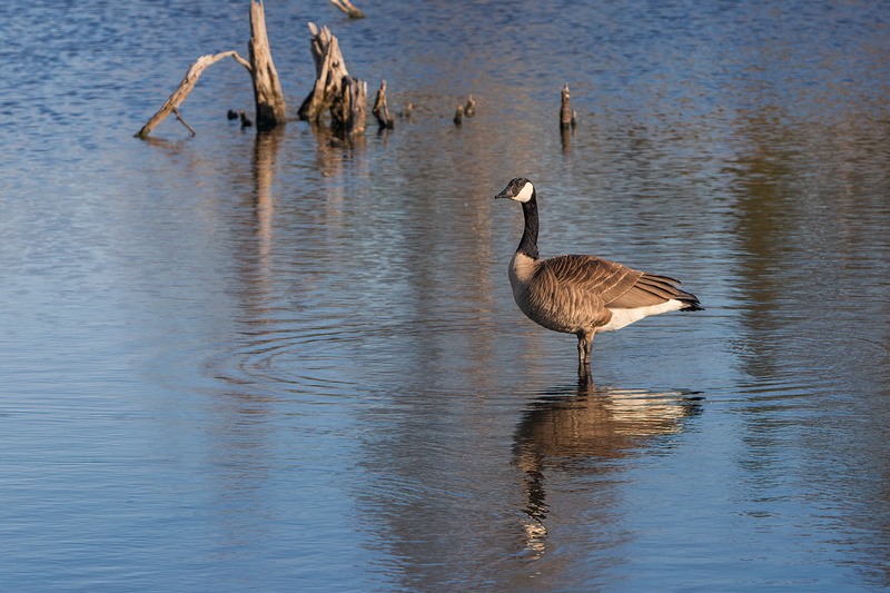canada-goose_3111-64.jpg