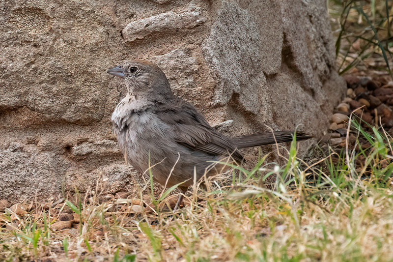 canyon-towhee_3178-64(1).jpg