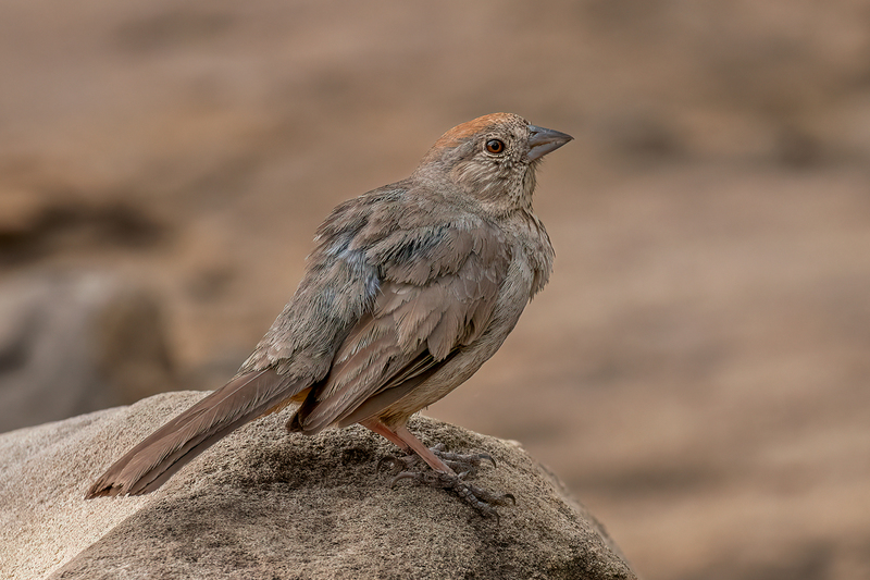 canyon-towhee_3186-64(1).jpg