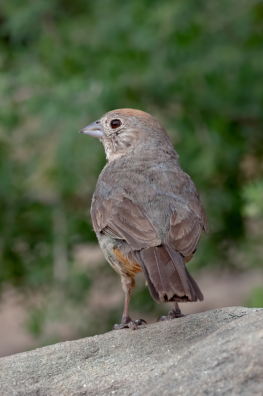 canyon-towhee_3188-46(1).jpg