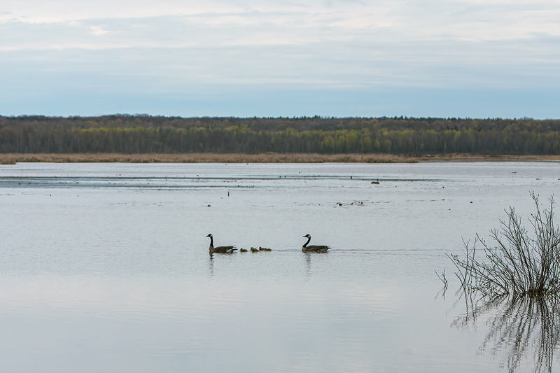 caqnada-geese_3225-64.jpg