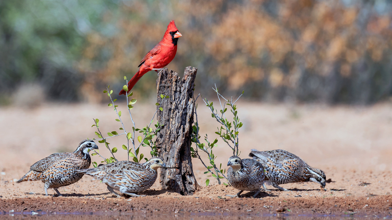 cardinal-bobwhites_4245-169.jpg