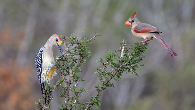 cardinal-woodpecker_3690-169.jpg