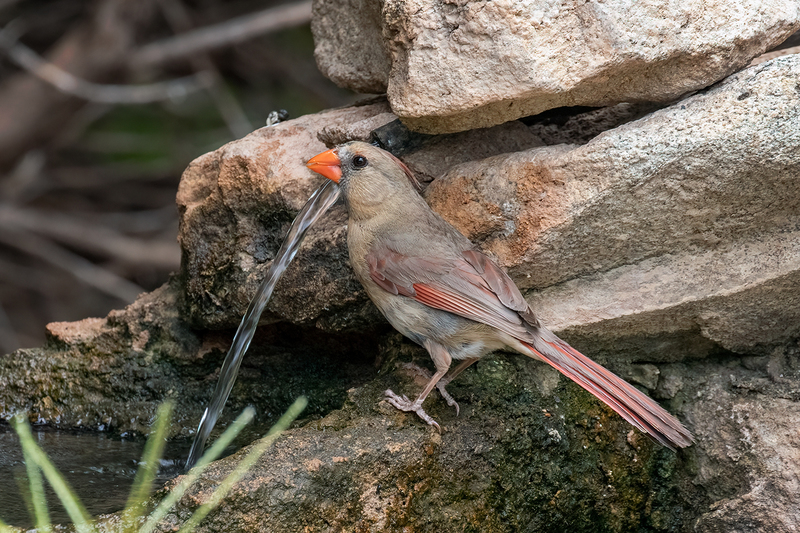 cardinal_3355-64(1).jpg