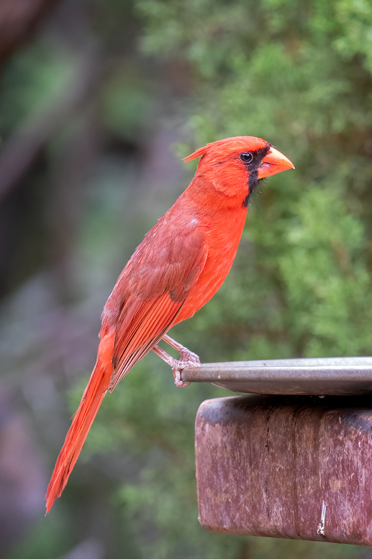 cardinal_3365-46(1).jpg