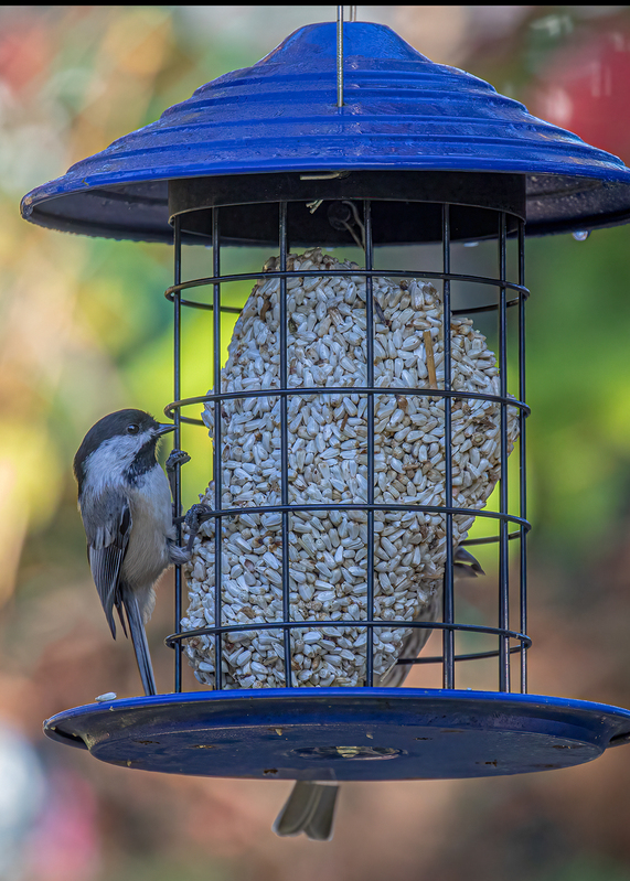 carolina chickadee_0379.jpg