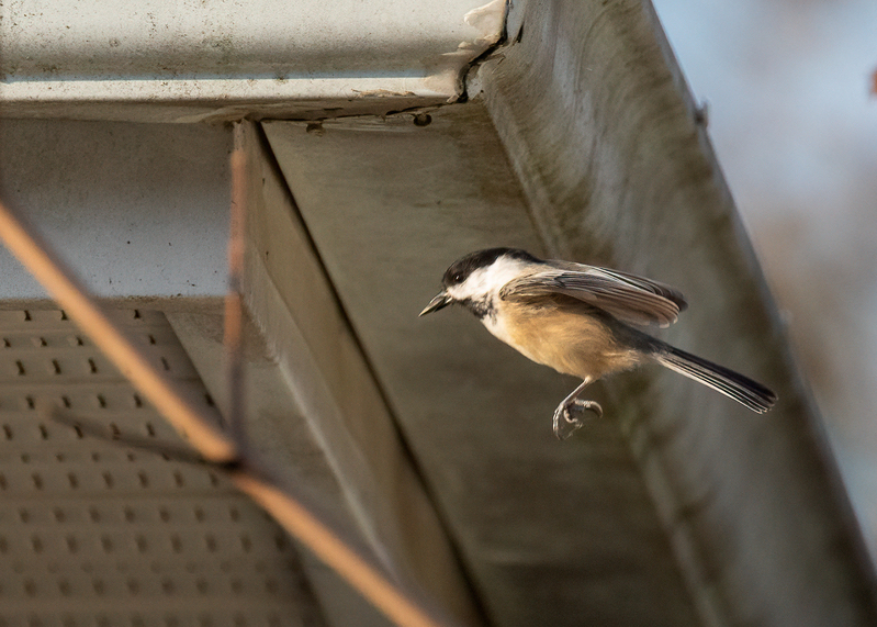 carolina chickadee_0535.jpg