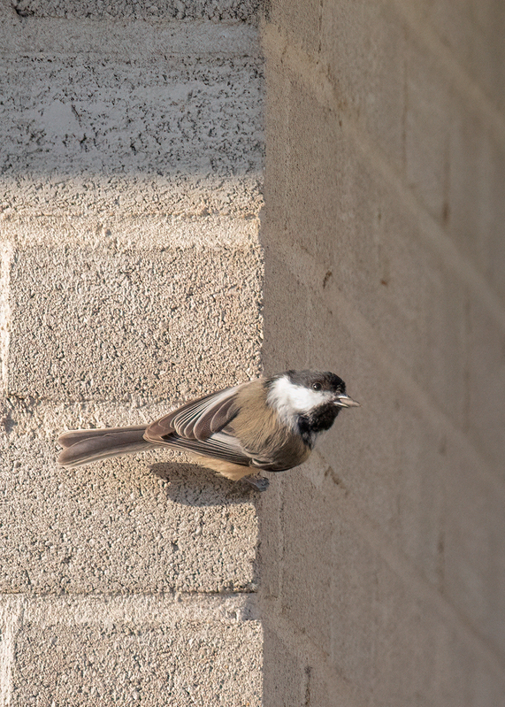 carolina chickadee_0539.jpg