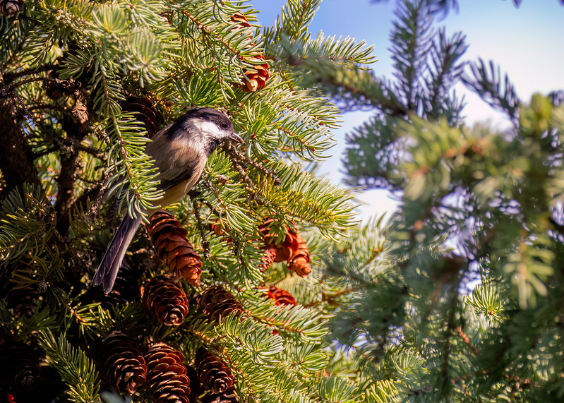 carolina chickadee_0560.jpg