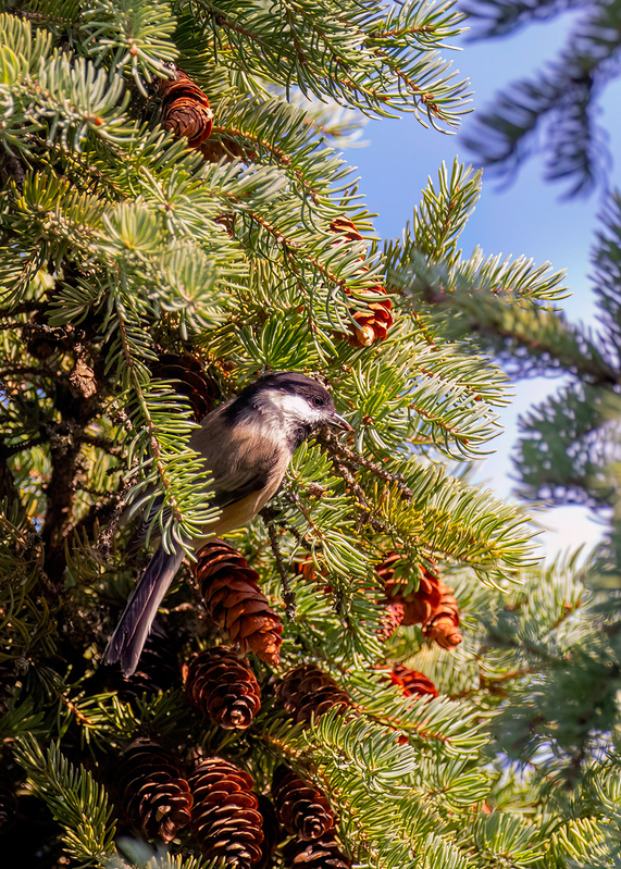 carolina chickadee_0560a.jpg