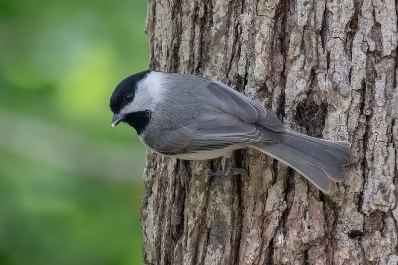 carolina-chickadee_1456-64(2).jpg