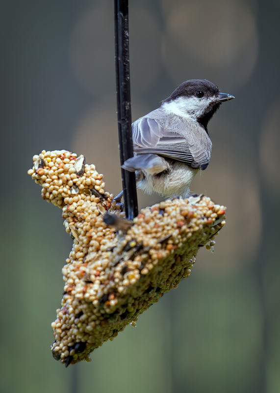 carolina-chickadee_6606-57.jpg