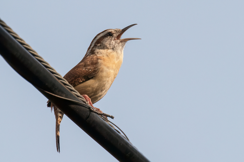 carolina-wren_2112a-64.jpg