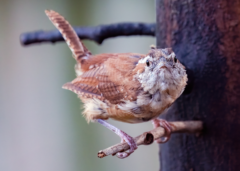 carolina-wren_2444-75.jpg