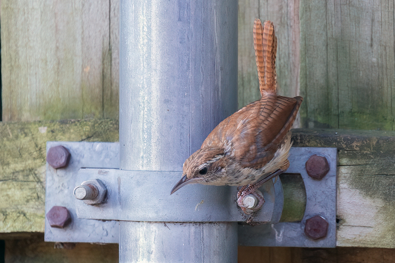 carolina-wren_3853-64.jpg