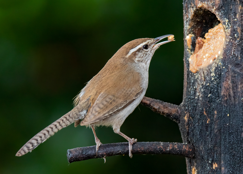 carolina-wren_7901-75(1).jpg
