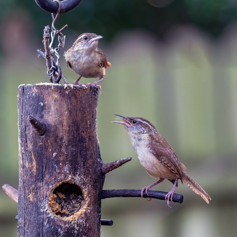 carolina-wrens_0458-77.jpg