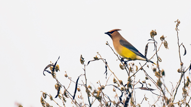 cedar-waxwing_3478-169m.jpg