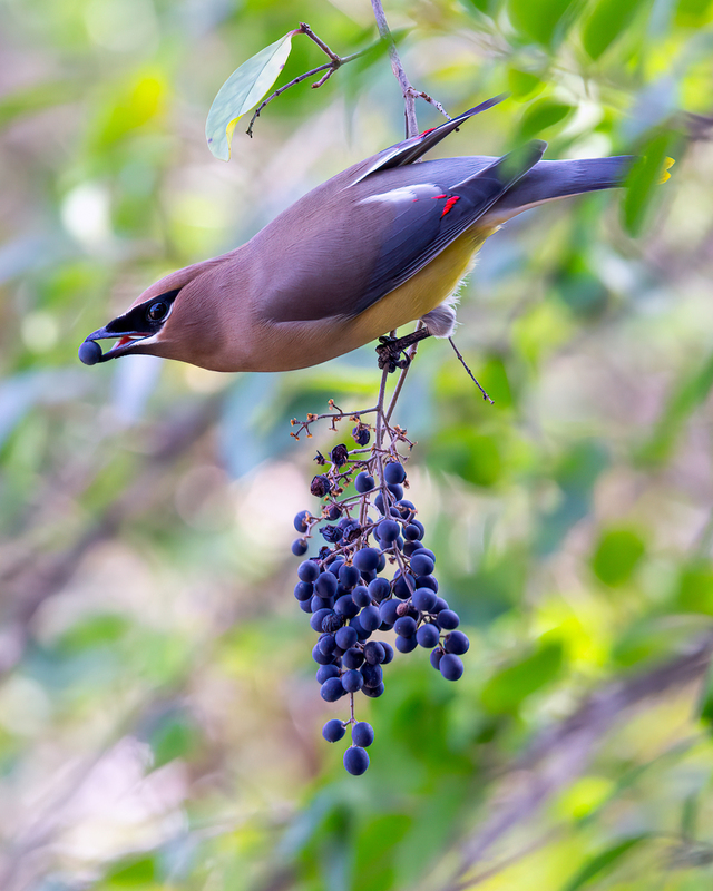 cedar-waxwing_5121-810.jpg