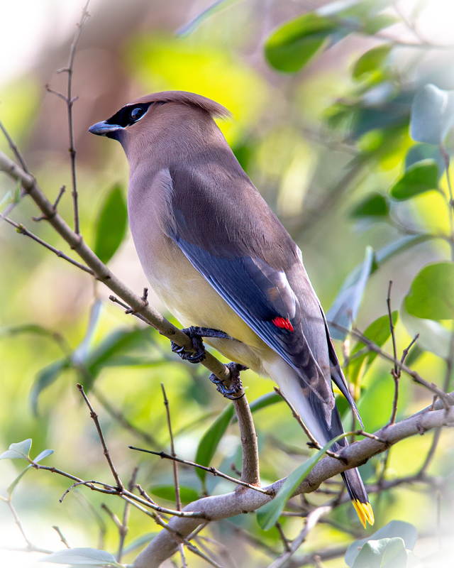 cedar-waxwing_5133-810.jpg