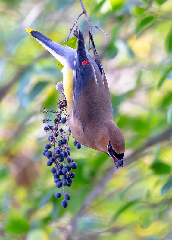 cedar-waxwing_5144a-57(1).jpg