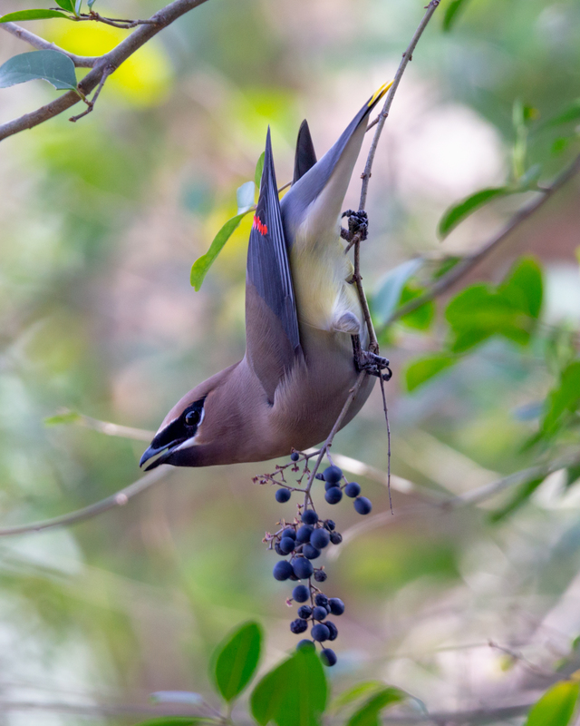 cedar-waxwing_5150-810.jpg