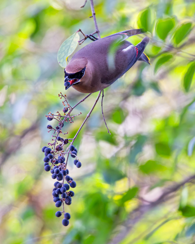 cedar-waxwing_5180-810.jpg