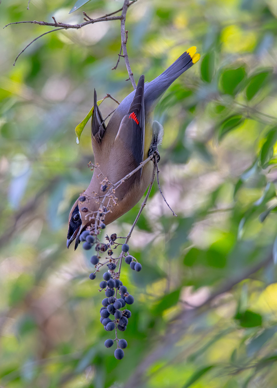 cedar-waxwing_5188-57.jpg