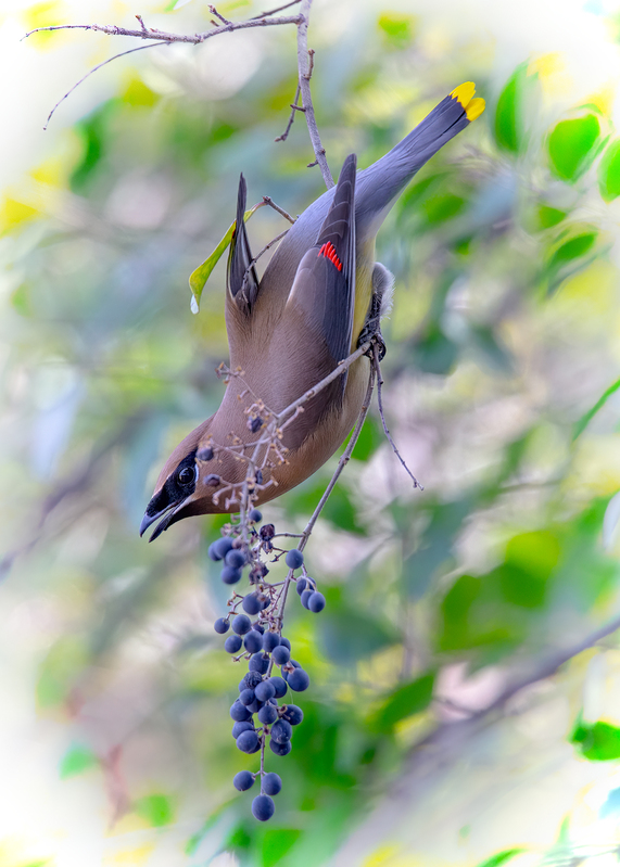 cedar-waxwing_5189v-57(1).jpg