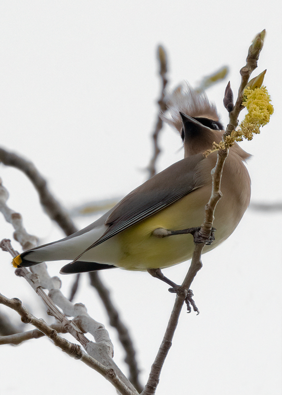 cedar-waxwing_6598-57.jpg
