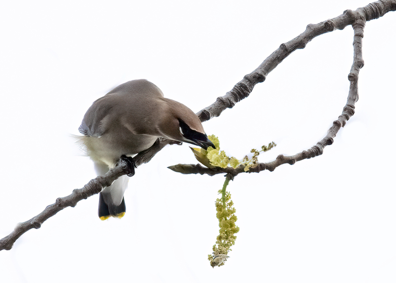 cedar-waxwing_6623-75.jpg