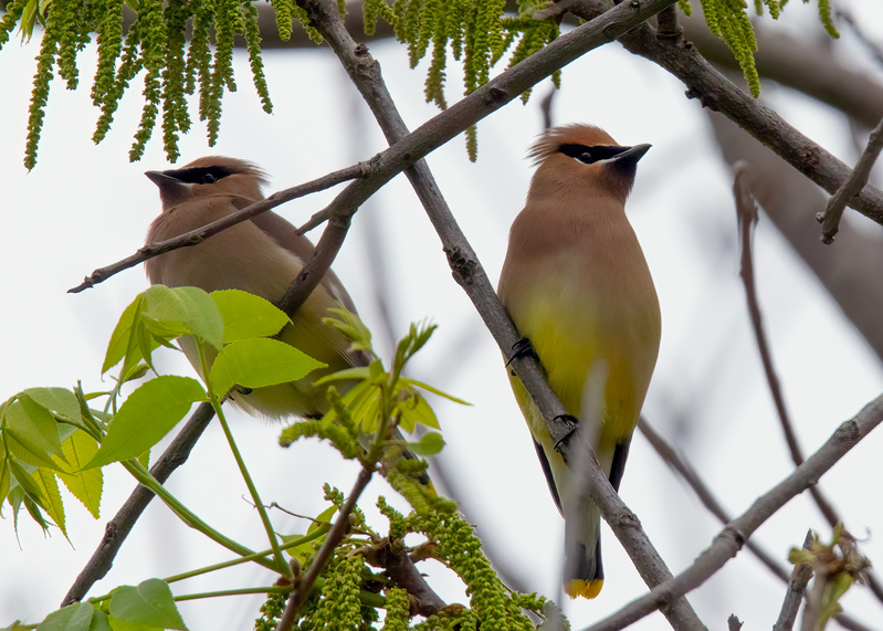 cedar-waxwing_6959-75.jpg