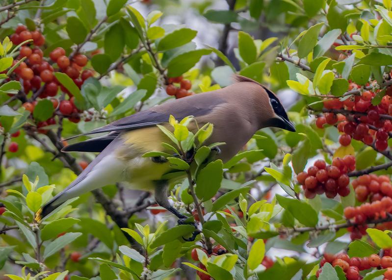 cedar-waxwing_6969-75.jpg