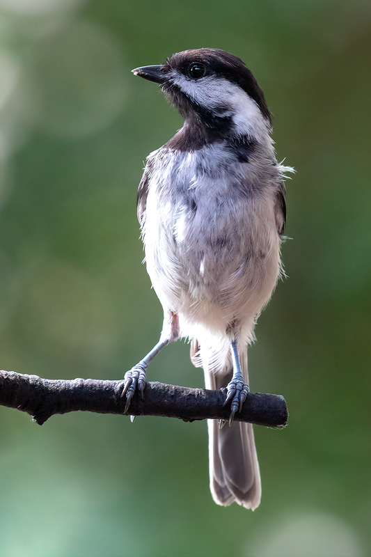 chickadee_2990-46.jpg